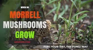When and Where Morrell Mushrooms Thrive: A Seasonal Guide