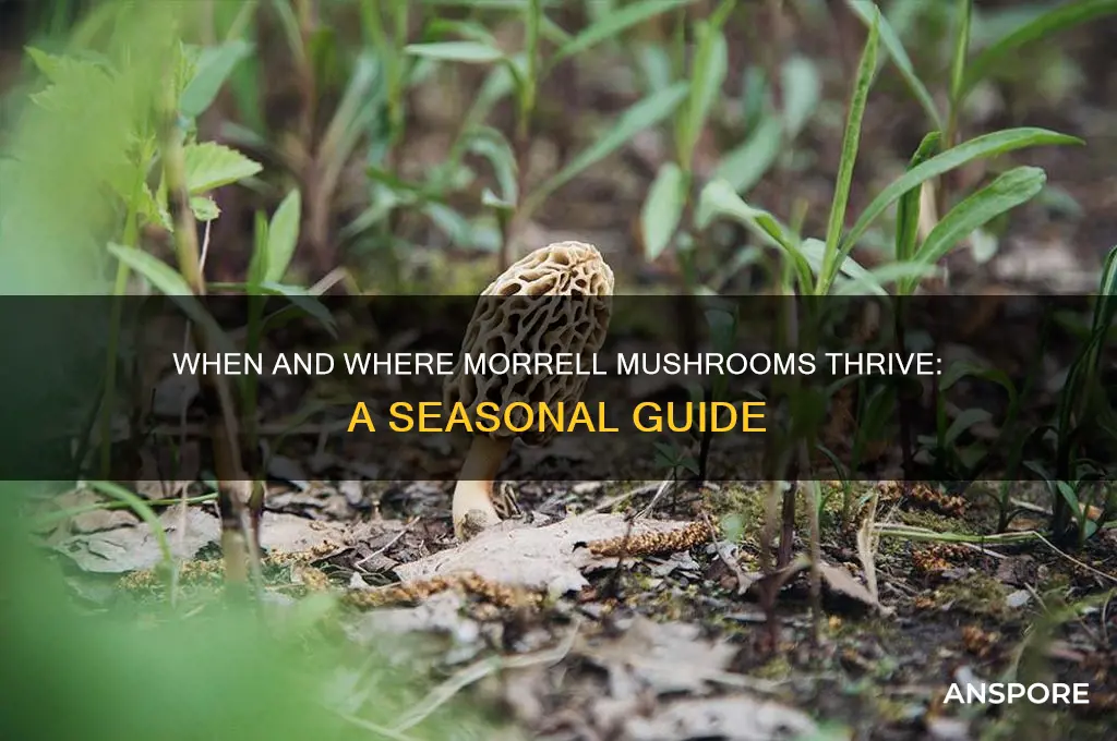 when do morrell mushrooms grow