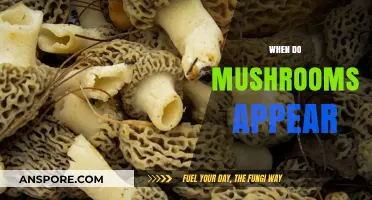 Mushroom Season: When Do They Sprout?