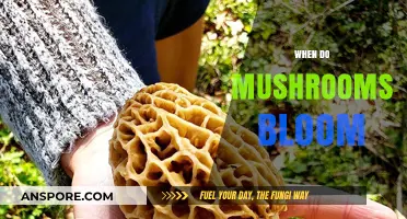 Mushroom Blooming Season: Timing and Location