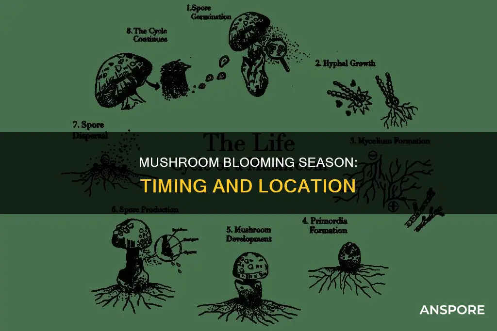 when do mushrooms bloom