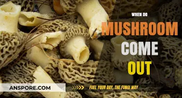 Mushroom Foraging: The Perfect Timing