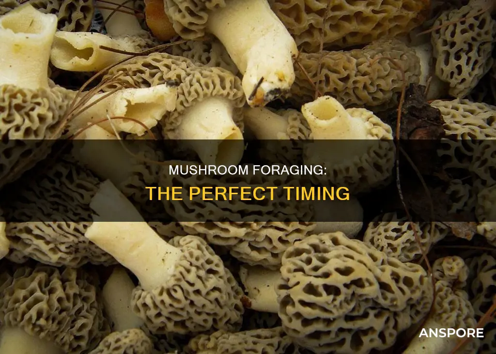 when do mushrooms come out