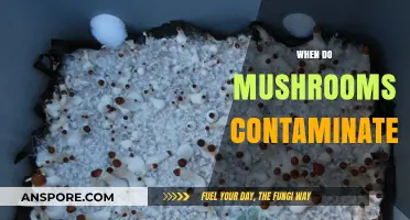 Mushroom Contamination: When Does It Occur?
