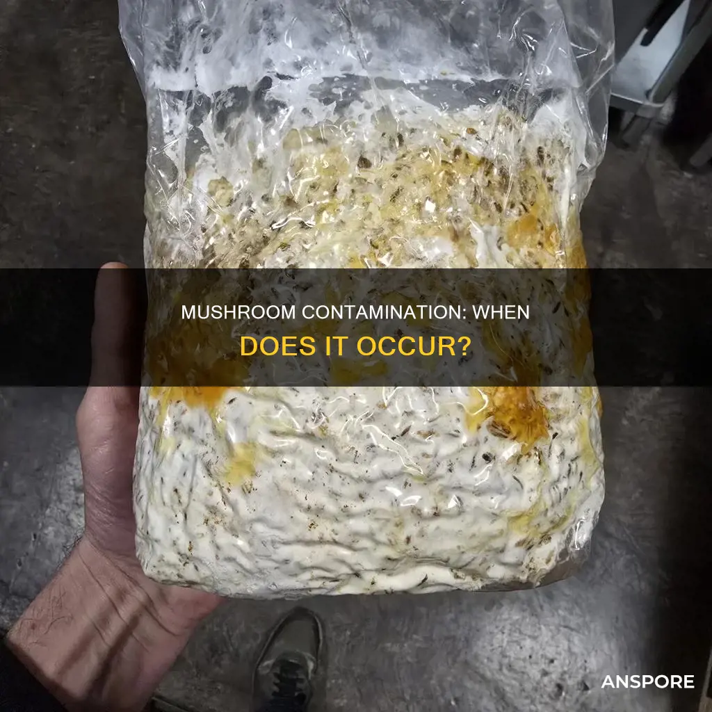 when do mushrooms contaminated