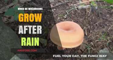Post-Rain Mushroom Growth: Timing and Conditions for Fungal Fruiting