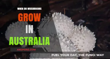When Do Mushrooms Grow in Australia: A Seasonal Guide