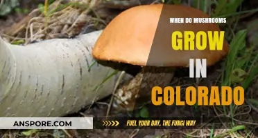 Colorado's Mushroom Season: Timing and Tips for Foraging Success