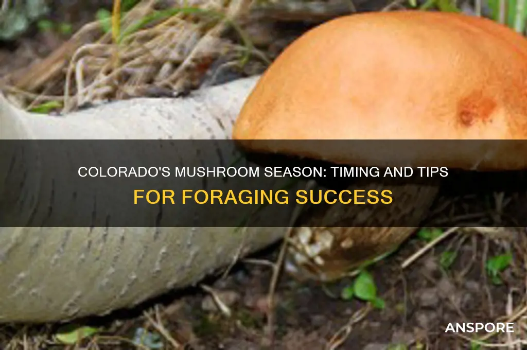 when do mushrooms grow in colorado