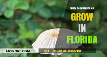 Florida's Mushroom Season: When and Where to Find Fungi