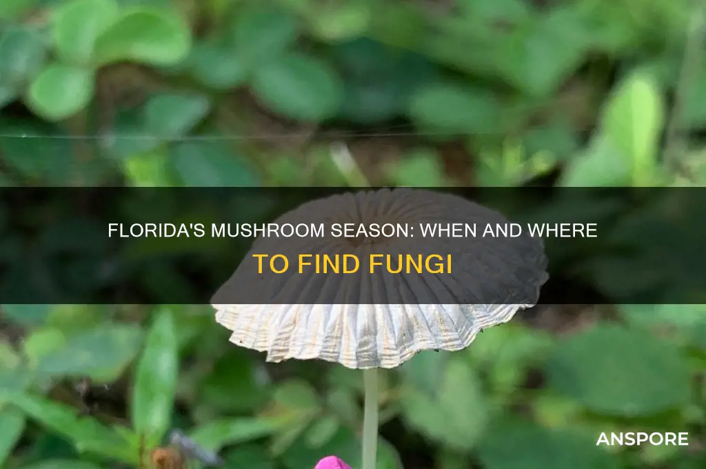 when do mushrooms grow in florida