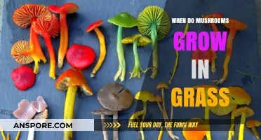 When Do Mushrooms Grow in Grass: A Seasonal Guide