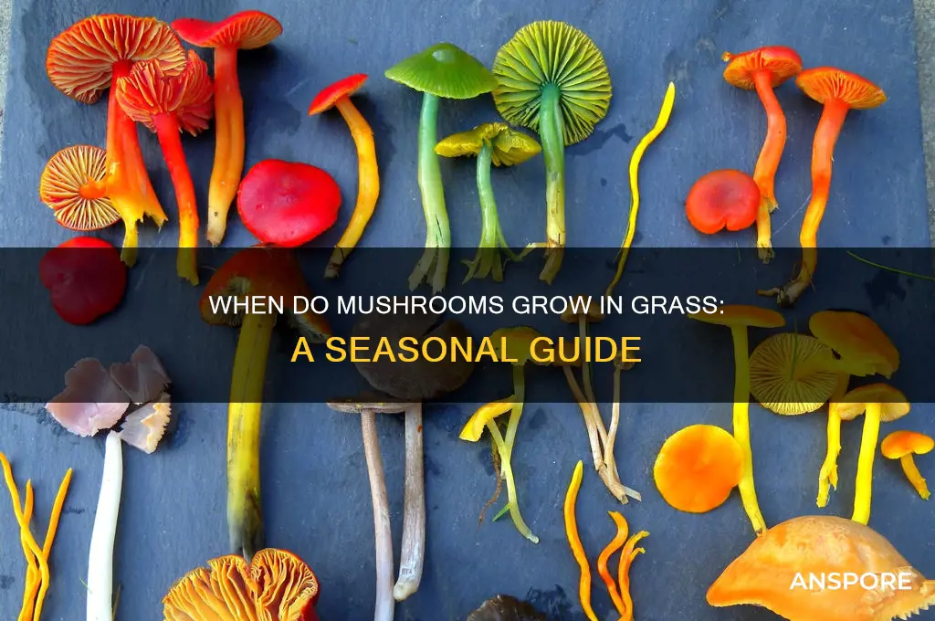 when do mushrooms grow in grass