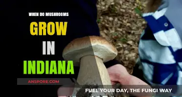 Indiana's Mushroom Season: When and Where to Find Wild Fungi