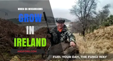 When Do Mushrooms Grow in Ireland: A Seasonal Guide