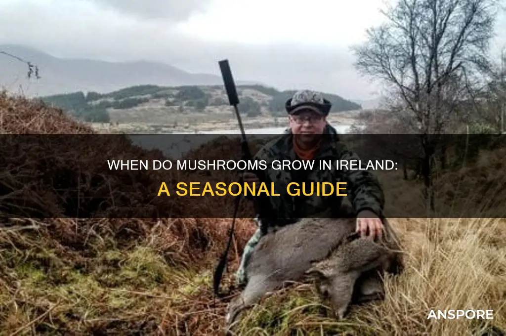 when do mushrooms grow in ireland