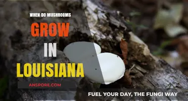 When Do Mushrooms Grow in Louisiana: A Seasonal Guide