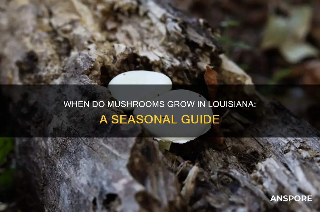 when do mushrooms grow in louisiana