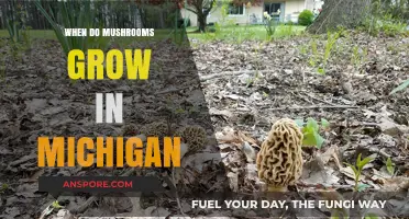 Michigan's Mushroom Season: When and Where to Find Wild Fungi