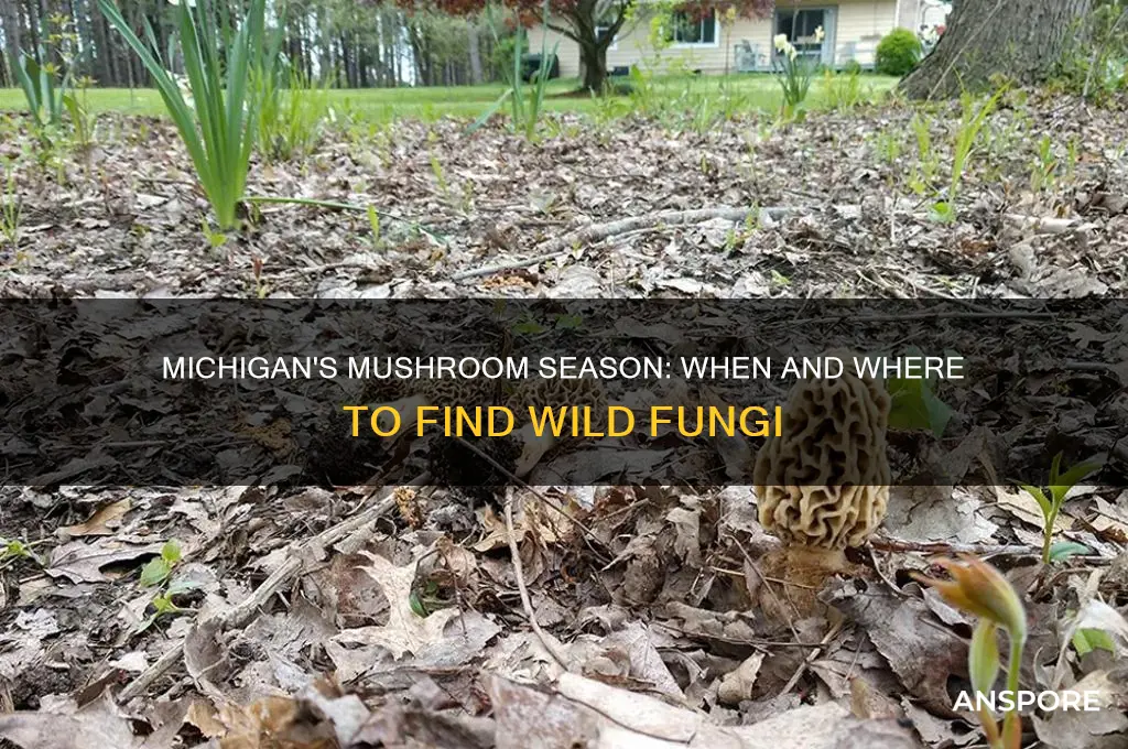 when do mushrooms grow in michigan