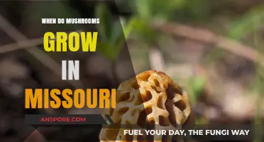Missouri's Mushroom Season: When and Where to Find Fungi