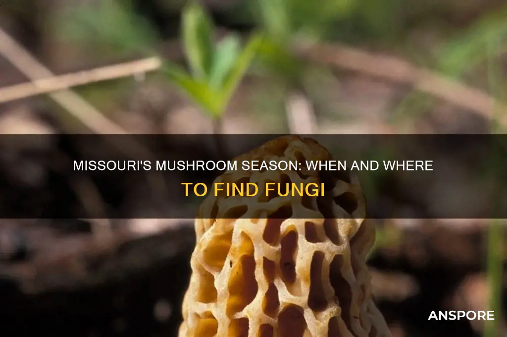 when do mushrooms grow in missouri