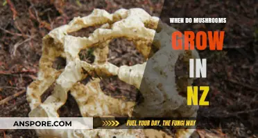 New Zealand's Mushroom Season: When and Where to Find Them