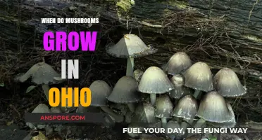 Ohio's Mushroom Season: When and Where to Find Wild Fungi