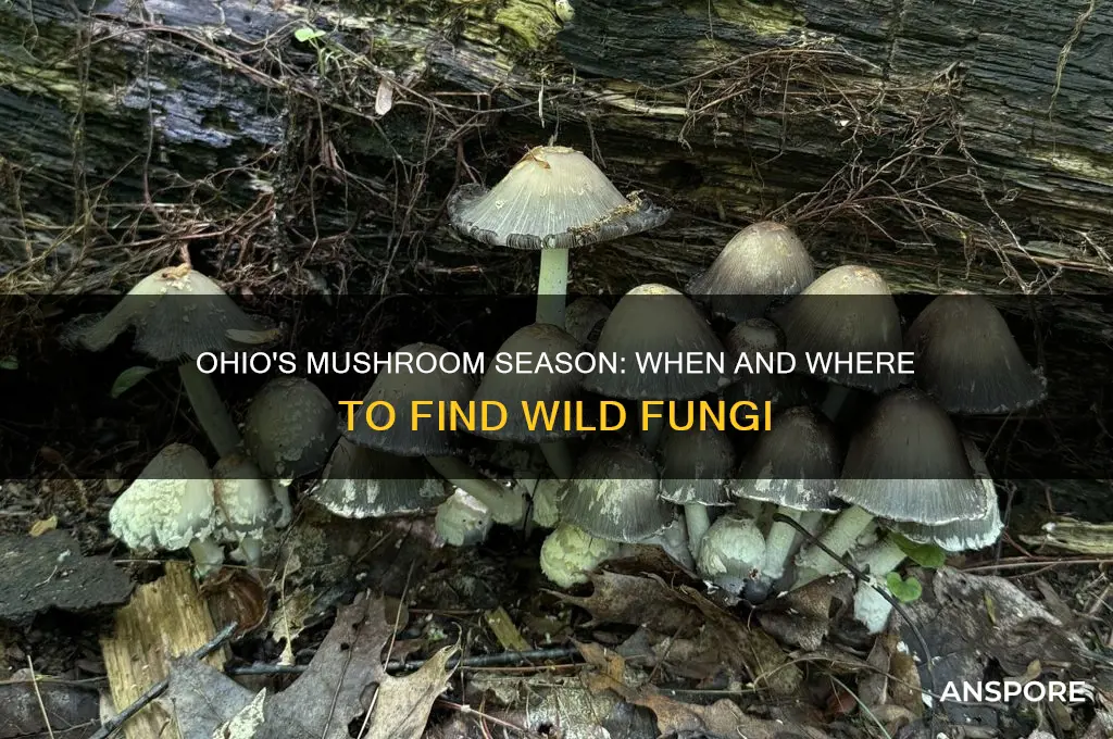 when do mushrooms grow in ohio
