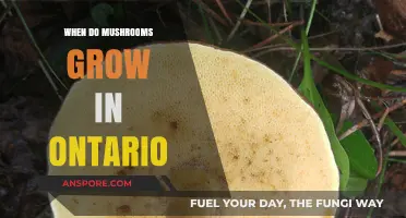 Ontario's Mushroom Season: When and Where to Find Wild Fungi