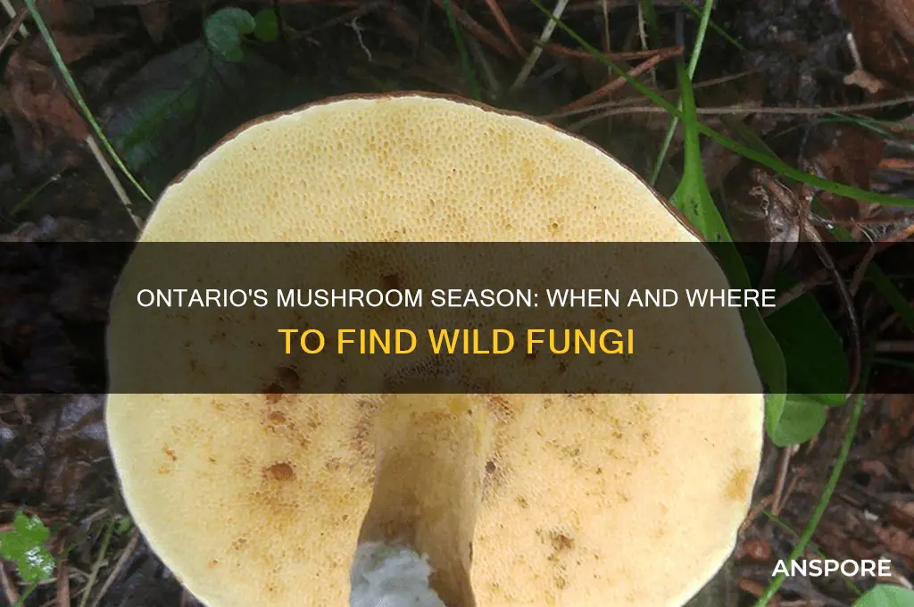when do mushrooms grow in ontario