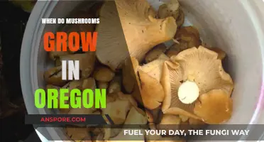 Oregon's Mushroom Season: Timing and Tips for Foraging Success