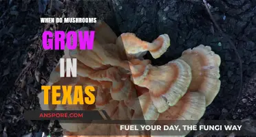Texas Mushroom Season: When and Where to Find Fungi in the Lone Star State
