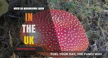 When Do Mushrooms Grow in the UK: A Seasonal Guide