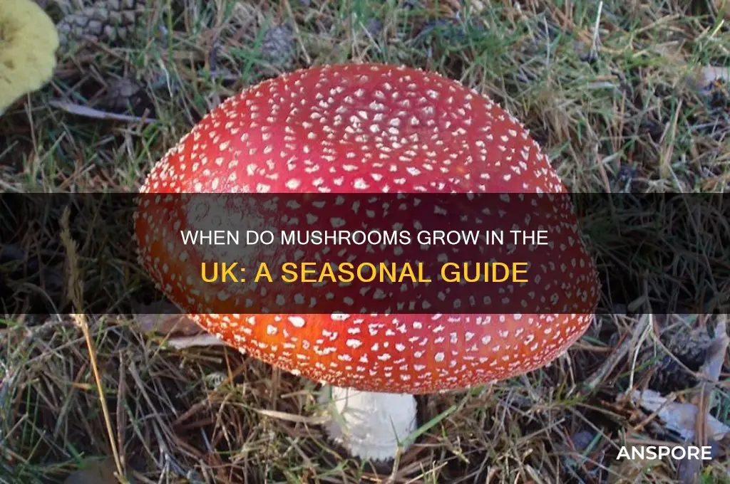 when do mushrooms grow in the uk