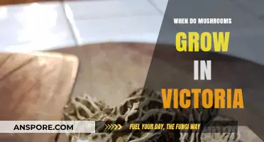 Victoria's Mushroom Season: Timing and Tips for Foraging Success