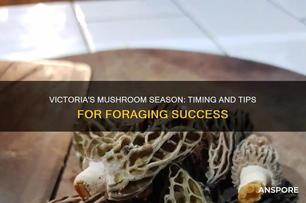 when do mushrooms grow in victoria
