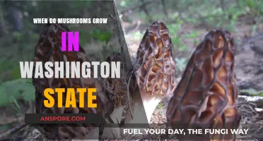 When Do Mushrooms Grow in Washington State: A Seasonal Guide