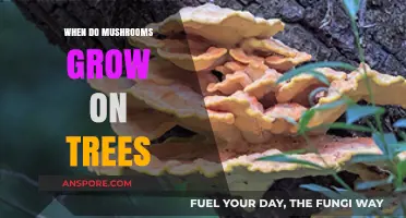 When Do Mushrooms Grow on Trees: A Fungal Growth Guide