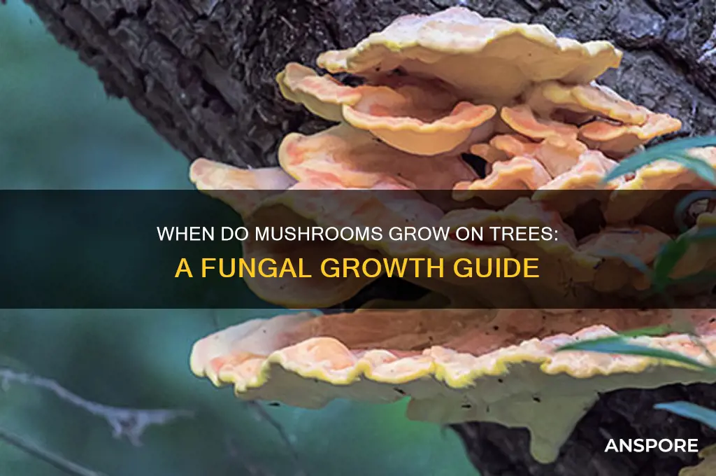 when do mushrooms grow on trees