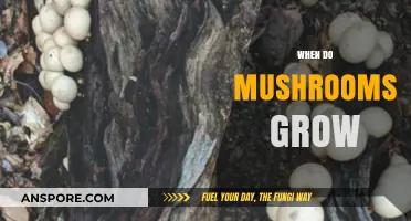 When Do Mushrooms Grow: Unlocking the Secrets of Fungal Timing