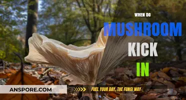 Mushrooms' Magical Trip: Understanding the Timeline of Effects