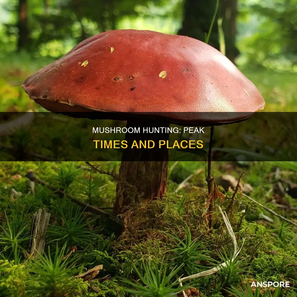 when do mushrooms peak