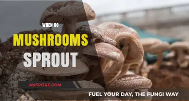 Mushroom Sprouting: The Perfect Timing for Growth