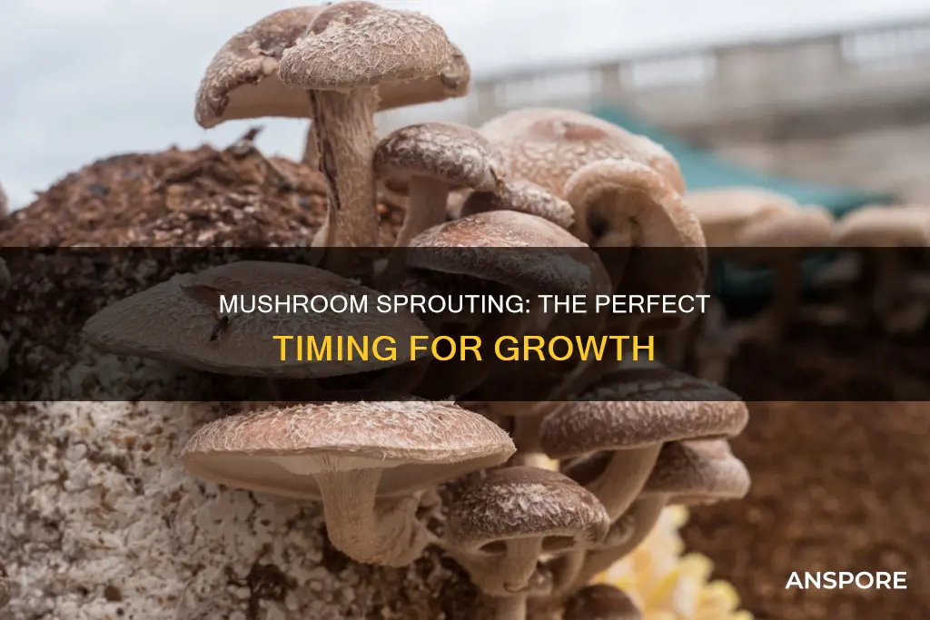 when do mushrooms sprout