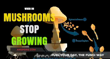 Understanding the Lifecycle: When Do Mushrooms Cease Growing?