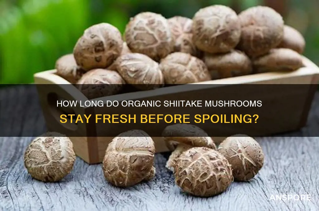 when do organic shiitake mushrooms go bad