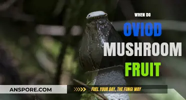 Oviod Mushrooms: Fruiting Season and Foraging Tips