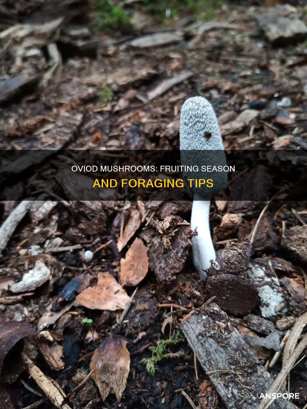 when do oviod mushrooms fruit