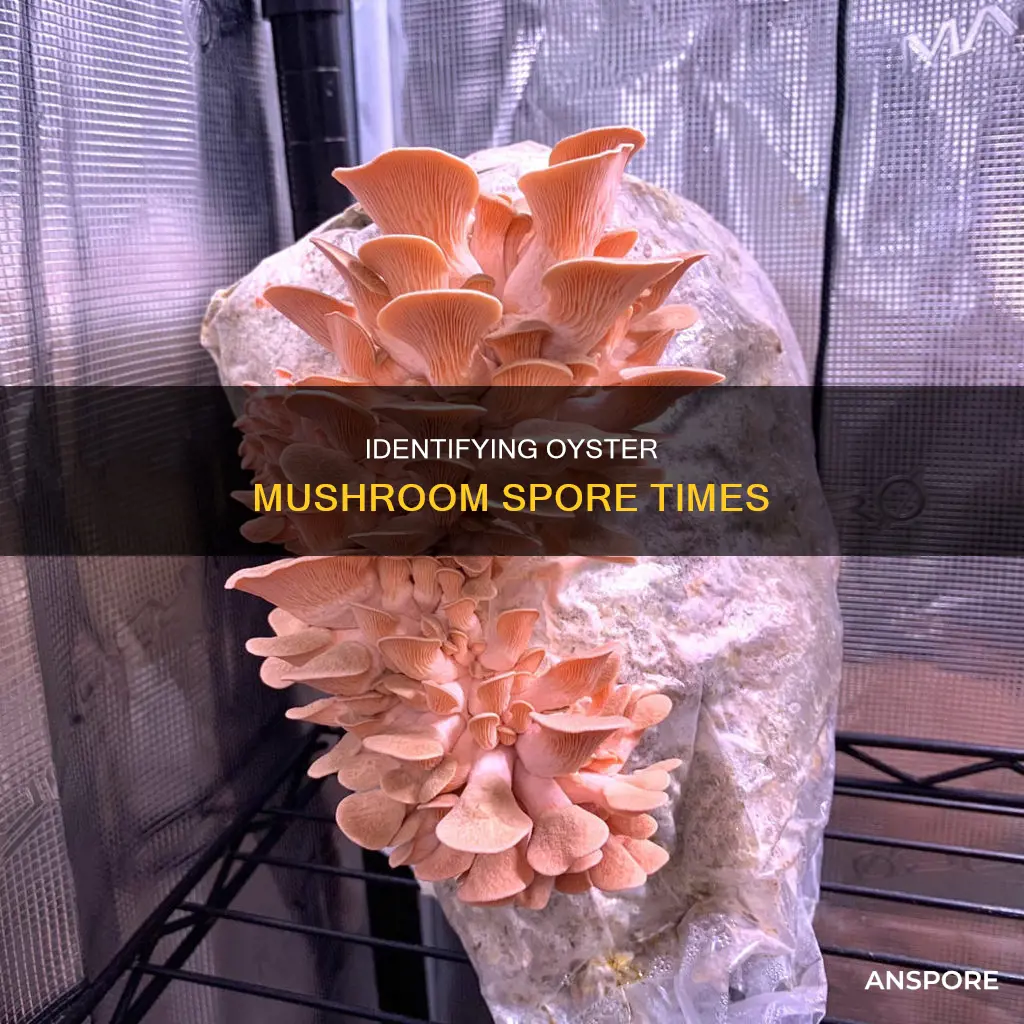 when do oyater mushrooms spore